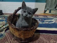 2 aylık erkek yavrumuz british shorthair