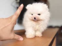 EN SAF HALİYLE POMERANİAN BOO