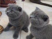 Scottish Fold ve British Shorthair Yavrularımız