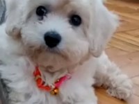 Maltipoo 3 aylık dişi