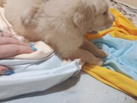 Oyuncu golden retriever bebekler