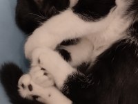Scottish fold kedisi