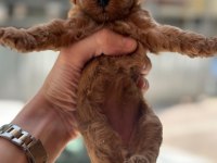 A kalite poodle bebekler