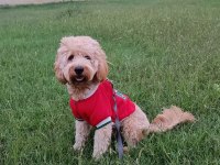 Cockapoo 1.5 yaşında erkek