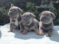 ISABELLA VE FLUFFY TAŞIYICI EN SEVİLEN RENKLERDE KÖPEKLER