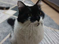Kedimiz yaman 3 yaşında maine coon