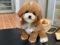Birbirinden güzel poodle bebekler