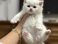 British shorthair kedisi