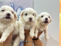 Maltese terrier yavrum 55 günlük