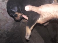 25 günlük doberman köpekleri