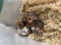 Minik hamster bebekler
