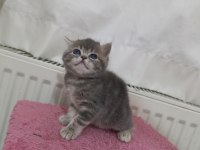 GÜZELLER GÜZELİ EXOTİC SHORTHAİR