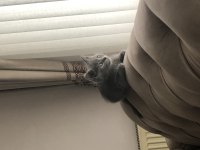 3 Aylık Leo British Shorthair