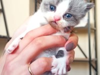 3 haftalık scottish fold yavrularımız rezerveye açıktır