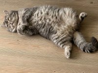 2 yaşında oyuncu british shorthair