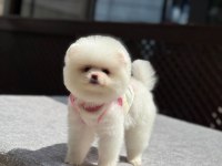 Sağlık ve ırk garantili Pomeranian boo köpeği