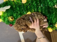 50 günlük toy poodle