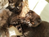 Scottish fold ve ragdoll kırması