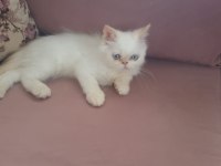 Süt Oğlan İran Kedisi