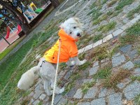 Evcil 6 aylık maltipoo