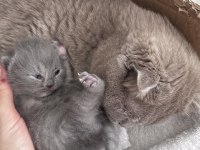 3 tane güzeller güzeli bebek scottish fold