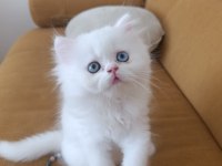 EŞSİZ GÖZ RENGİNE SAHİP BRİTİSH LONGHAİR YAVRUM