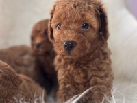 OYUNCAK GİBİ POODLE BEBEKLER
