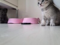 Scottish fold ve british yavru kediler