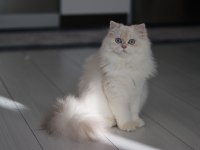 BLH by1133 dişi british longhair