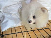 3 AYLIK DİŞİ pomeranian boo