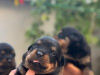 Varsa daha iyisi oda annesi rottweiler