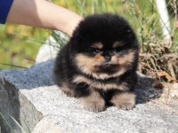 Pomeranian Kore Irkı Black Tan