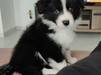 A kalite border collie yavrular hazır