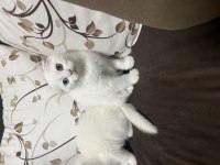 Scottish fold yavruları