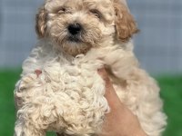 A Maltipoo yavrularım hazır