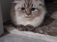 1,5 YASINDA SCOTTİSH FOLD KEDİMİZ