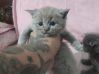 British shorthair yavrular