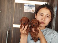 Sevgi dolu ailelerimiz için poodle bebekler