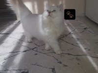 British longhair dişi
