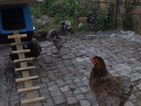 Red blue wyonted kuluçkalık yumurta