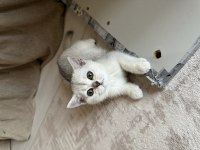 British shorthair silver ns11