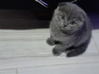 Oyuncu scottish fold