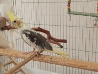 2 aylık sultan papağanı yavrular