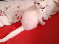 Scottish fold erkek kedimiz