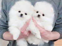 Pomeranian Yavrular İlk Aşıları Yapıldı