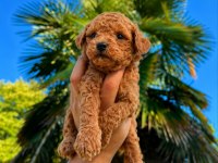 Premium Redbrown Toy Poodle Köpekler