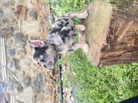 HER RENK FRENCH BULLDOG MEVCUTTUR