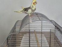 FULL evcil sadık çift dost sultan papağanı