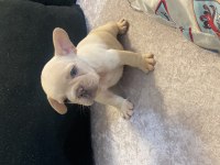 FRENCH BULLDOG EGZOTIK RENKLER