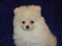 Pomeranian boo erkeğimiz